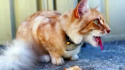 Kiddo Adventures with Aisha