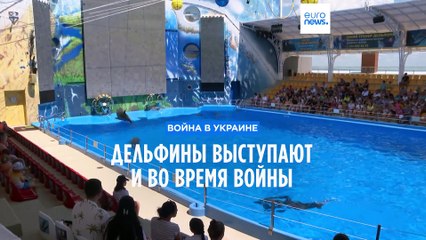 Дельфины в Одессе тоже знают о войне