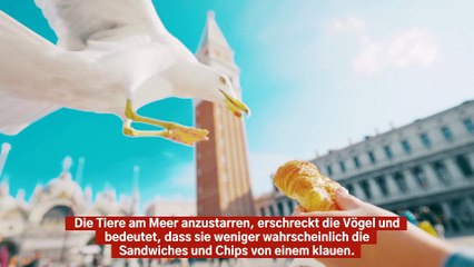 Möwen anzustarren kann den Diebstahl von Snacks durch die Vögel verhindern