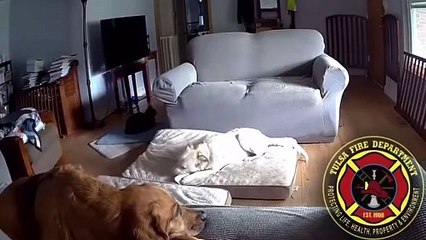 Cão morde 'power bank' e ateia incêndio em casa. Momento ficou gravado