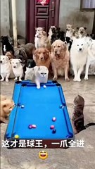 dogs playing.nice video
