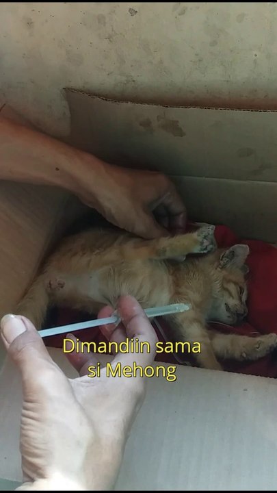 Rescued orange kitten is sick