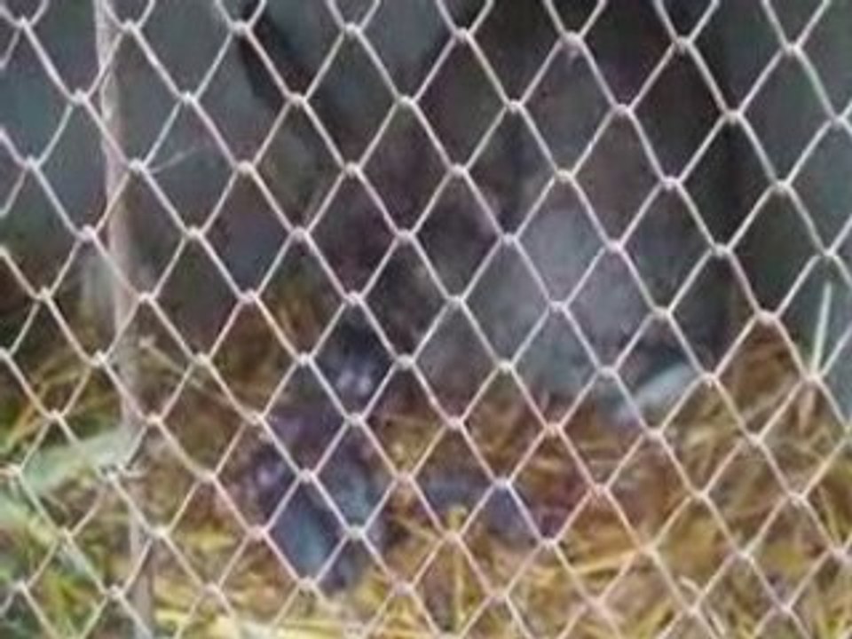 Mise bas géant des flandres