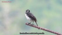 The Most Elusive Bird: White-Bellied Bushchat