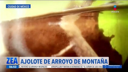 Buscan la conservación del ajolote de arroyo de montaña en la Ciudad de México