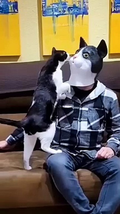 Funny cats  episode 61 #shorts