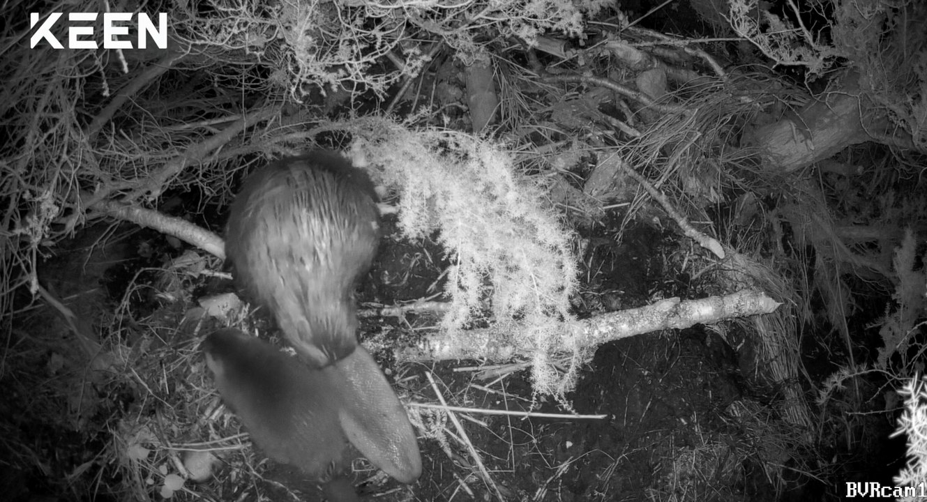First beaver kits in 400 years born in the wild in the Cairngorms National Park