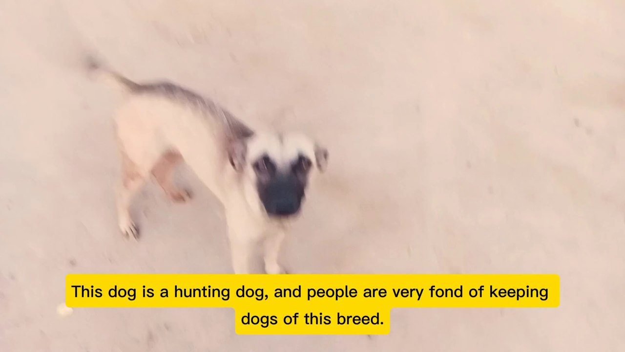 Beautiful dog | dog bread | bakring dog |