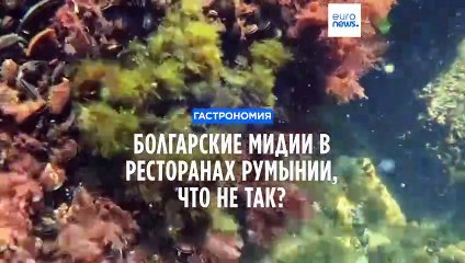 Румыны везут мидии из Болгарии, хотя могут добывать свои. В чем проблема?