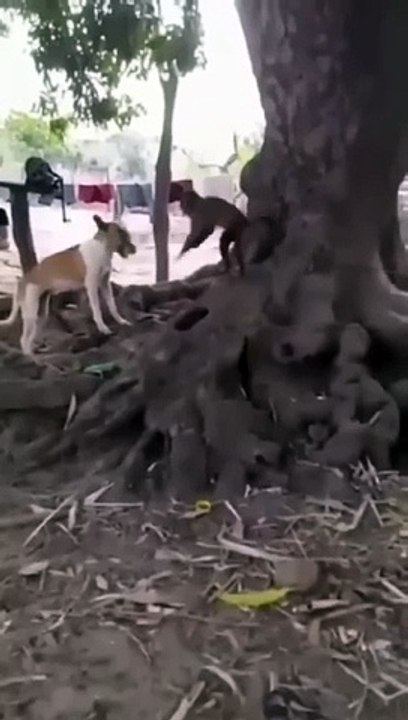 Monkeys and Dogs War Which team will win