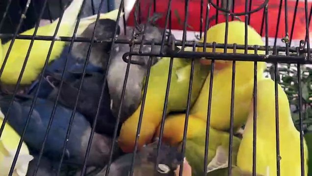 Karachi Lalukhet Sunday Birds Market Latest Updates june 27 2021