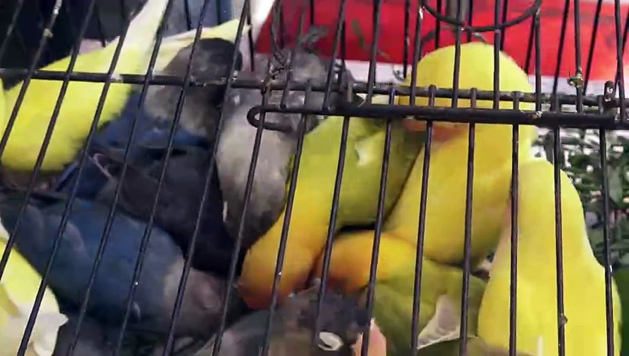 Karachi Lalukhet Sunday Birds Market Latest Updates june 27 2021