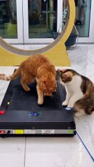 Cat's Doing Exercise