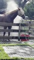 Horse Enjoys Playing With Sprinkler