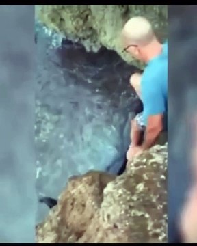 Mola di Bari: delfino arenato è salvato da un bagnante che lo aiuta a riprendere il largo #delfino #animallovers