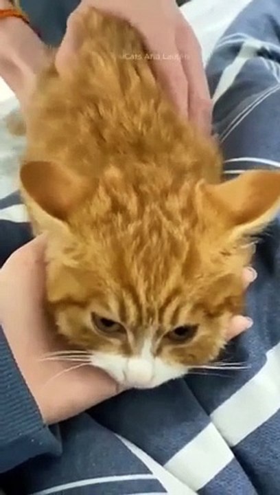 funny cats episode 64