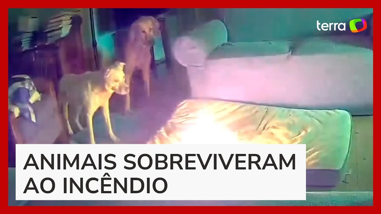 Cachorro causa incêndio em casa após mastigar bateria portátil nos EUA