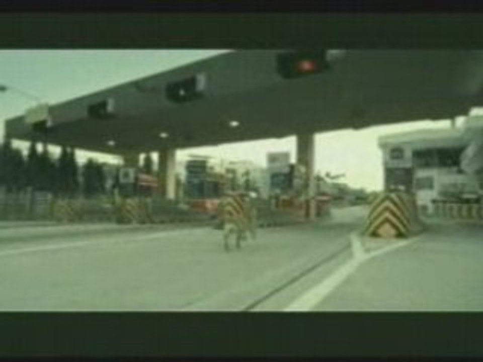 FUNNY-- Dog Suicide