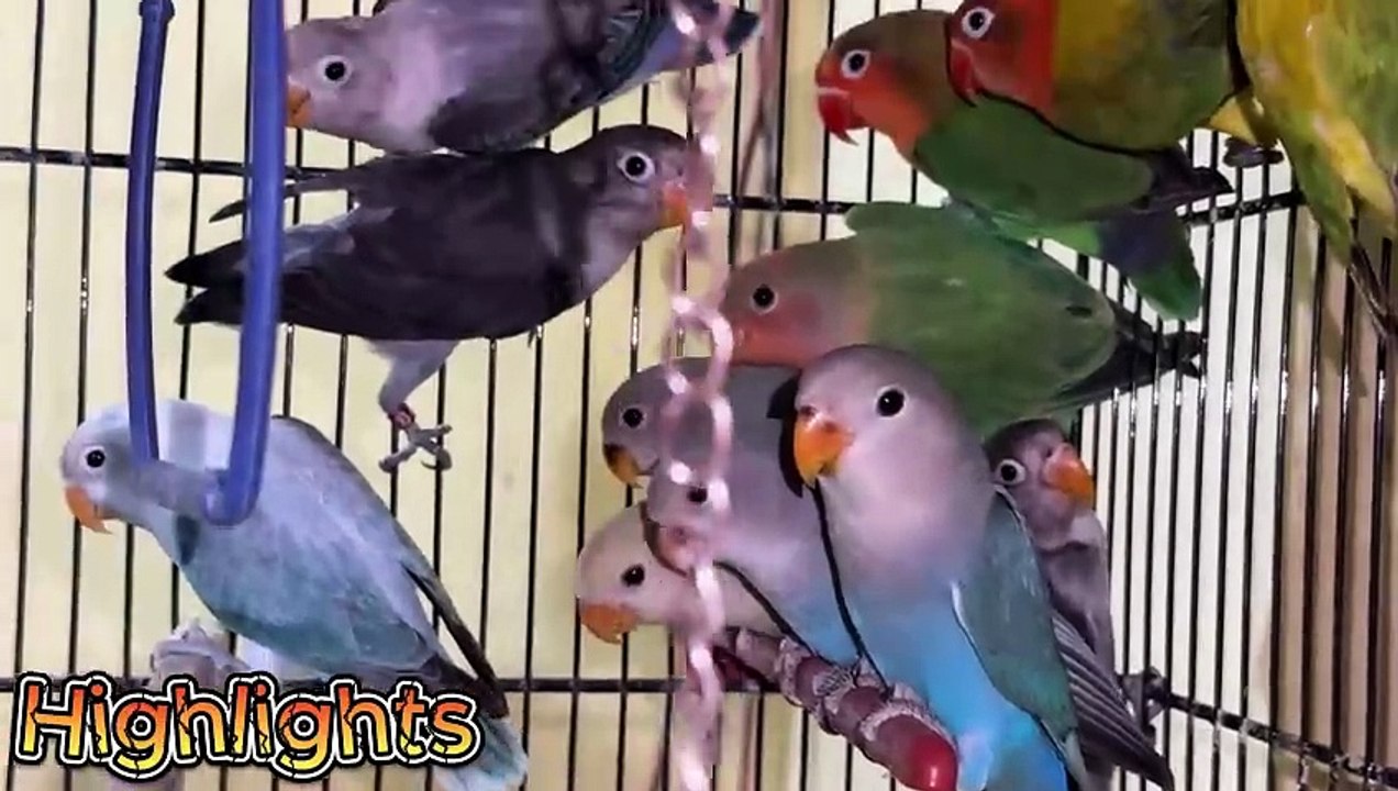 Lovebird Mutation Mix Successful Breeding Setup Progress