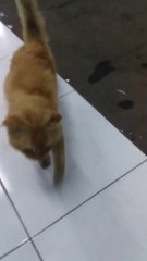 A stray orange cat