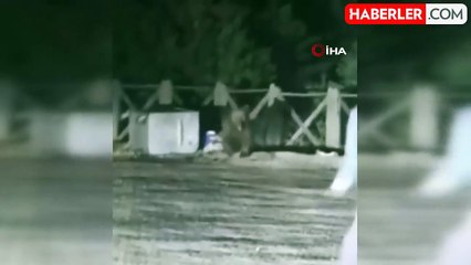 Uludağ'da aç kalan ayının saldırısından son anda kurtuldular