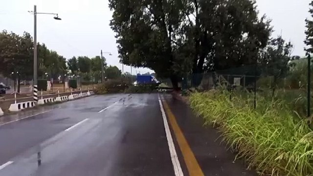 Peschiera, albero caduto blocca la circolazione verso l'aeroporto