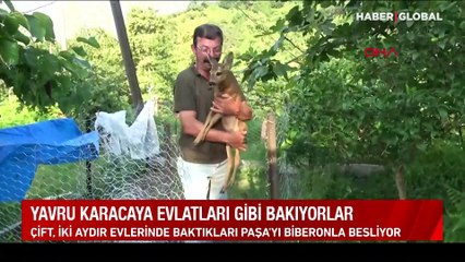 Yavru karacaya evlatları gibi bakıyorlar