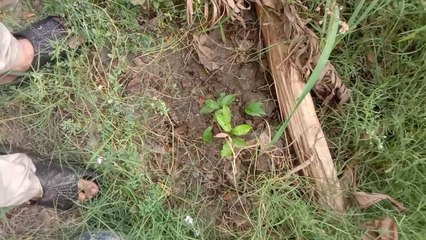 لیچی کا پودہ Grow lychee from seed