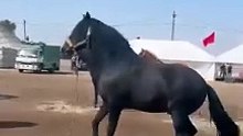 الحصان العربي الأصيل