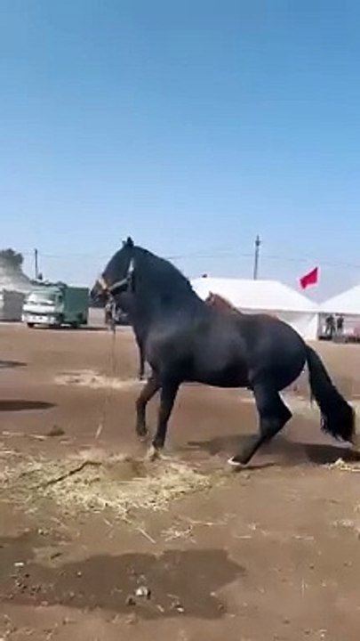 الحصان العربي الأصيل