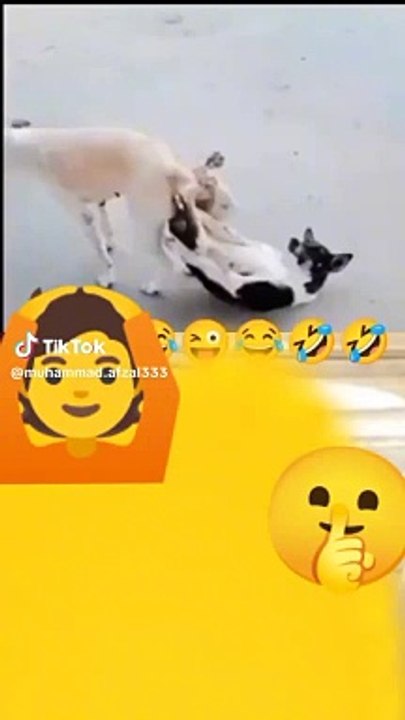 Funny videos