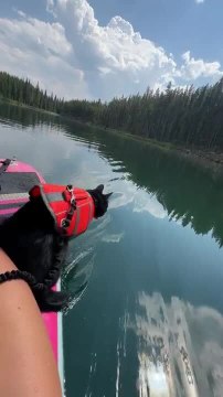 Black Cat Falls in Water While Paddle Boarding With Owner