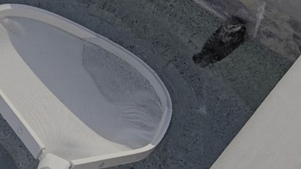 Woman's compassion shines bright as she rescues bird from pool
