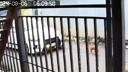 tn7-incidente-con-mascotas-en-heredia-070824