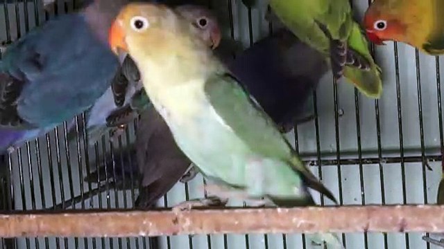 Visited at UH Aviary Green Opaline Blue Opaline Lovebirds Mutation