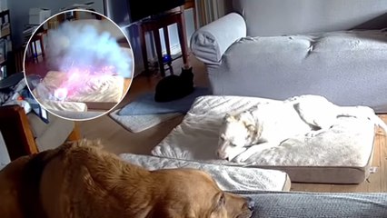 Un perro provocó impresionante incendio por morder una batería y todo quedó en video