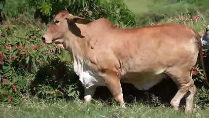 Miss W2R 1102 > WRRB-1102