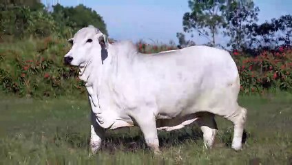 Miss W2R 1526 > WRRB-1526