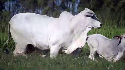 Miss W2R 1172 >  WRRB-1472