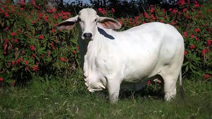 Miss W2R 1446 > WRRB-1446