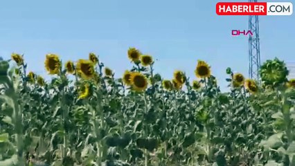 Cumhurbaşkanı Kararıyla Ayçiçeği İthalatı İçin Tarife Kontenjanı Açıldı