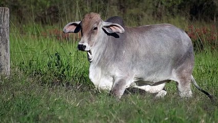 Miss W2R 1532 > WRRB-1532