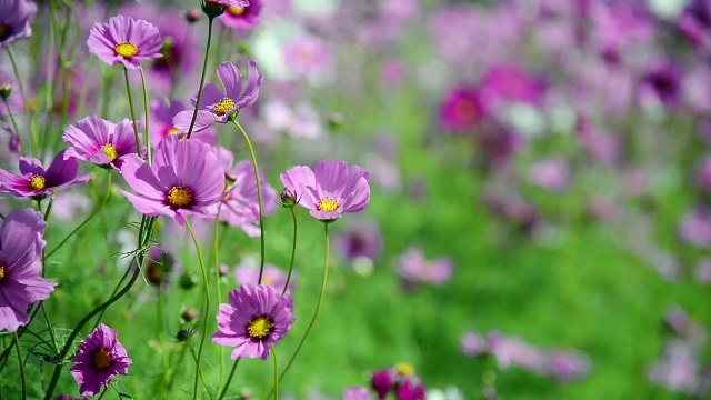 vecteezy_purple-cosmos-flowers-garden-nature-flowers-background