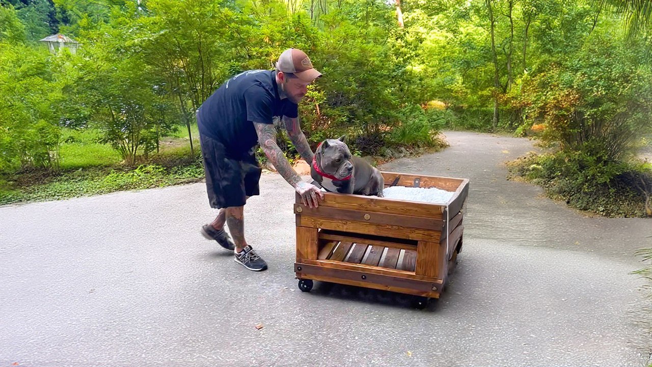 Pittie Demands To Do Everything With Dad