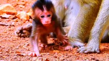 newborn baby monkey start standing