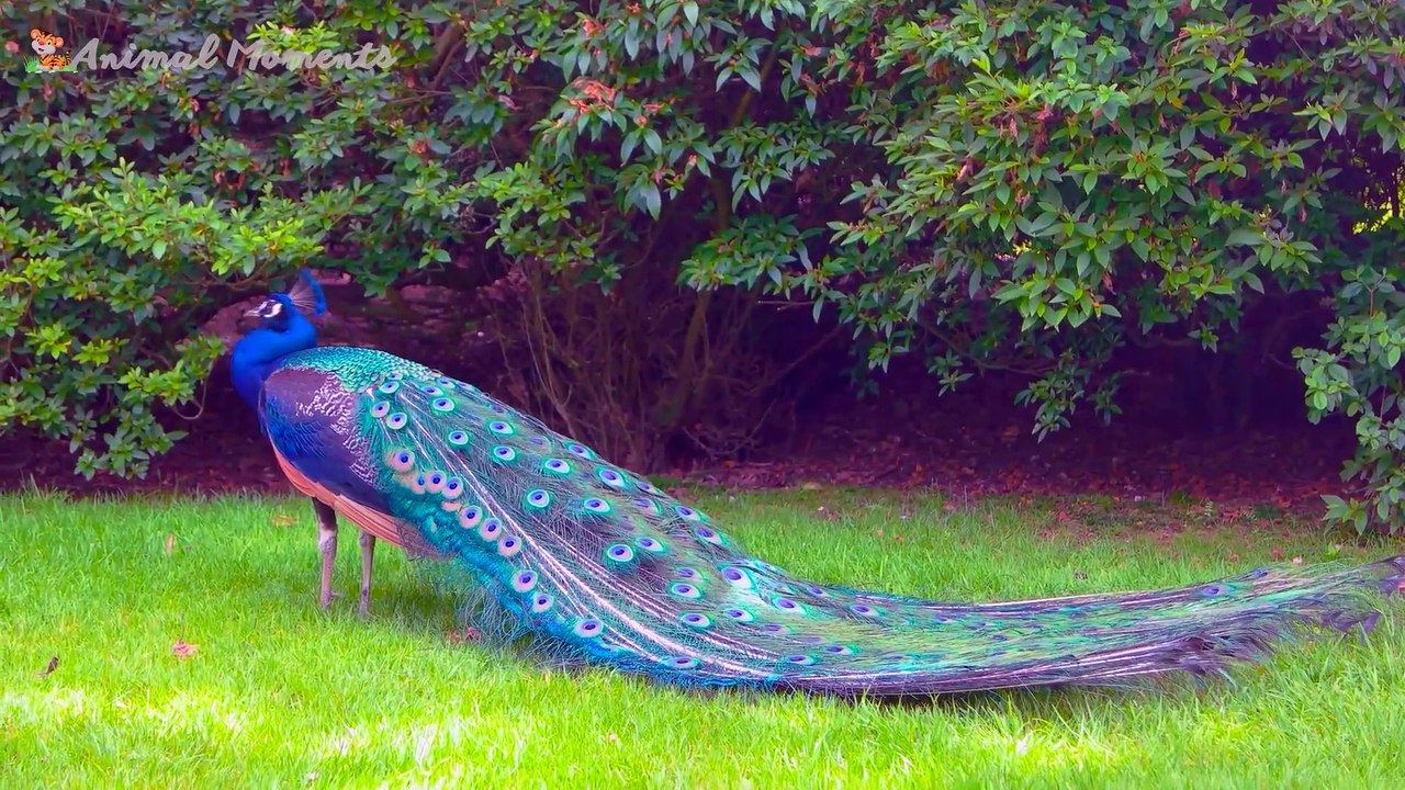 Animal Adventure - Cow, Sheep, Fox, Peacock, Horse, Camel - Animal Sounds