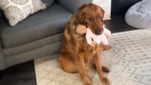 Golden Retriever Still Thinks He's An Only Child And Steals Everything From His Sister