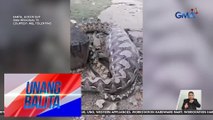 Sawa na may malaking tiyan, pinaghihinalaang kumain ng kambing | Unang Balita