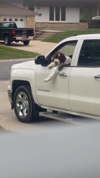 Dog Looks out of Car Window While Owner Reverses his Car