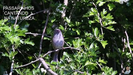 PASSARINHOS CANTANDO NA NATUREZA(360P)